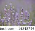 Lavendin薰衣草 14842756