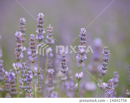 Lavendin薰衣草 14842756