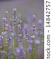 Lavendin薰衣草 14842757