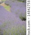 Lavendin薰衣草 14842758