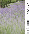 Lavendin薰衣草 14842759