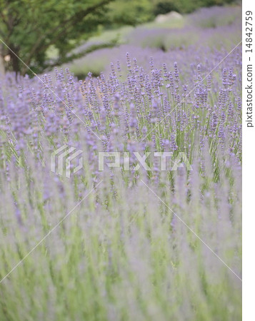Lavendin薰衣草 Lavendin薰衣草 14842759