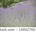 Lavendin薰衣草 14842760