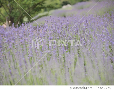 Lavendin薰衣草 14842760