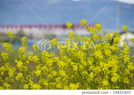 Nanohana和東海大橋 Nanohana和東海大橋 14842805