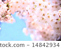 櫻桃樹 14842934