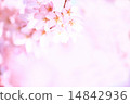 櫻桃樹 14842936