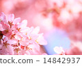 櫻桃樹 14842937