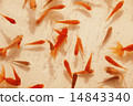 Goldfish   14843340
