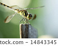 Dragonfly  14843345