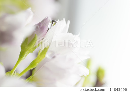 Asahiyama Sakura 14843496