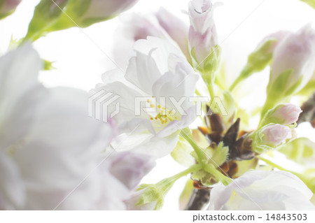 旭山櫻花 旭山櫻花 14843503