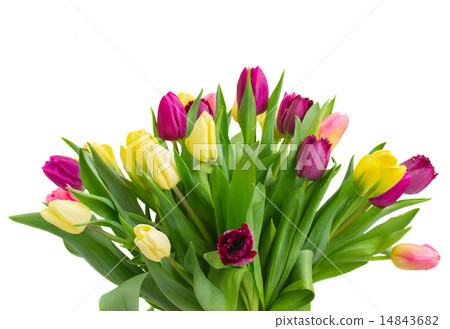 bouquet of  yellow and purple  tulip flowers 14843682