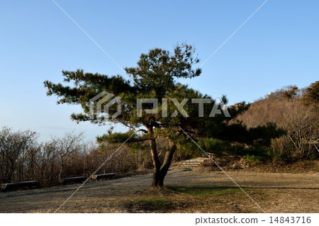 Yahikoyama pine tree Yahikoyama pine tree 14843716