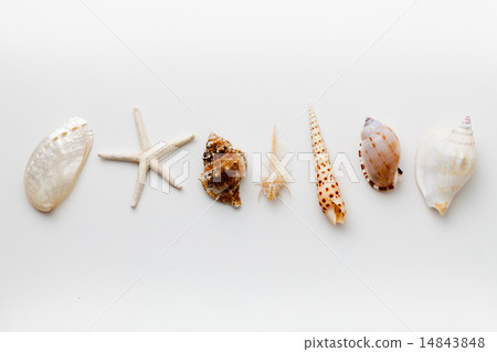 Seashell and starfish 14843848