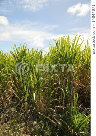 sugar cane 14844071