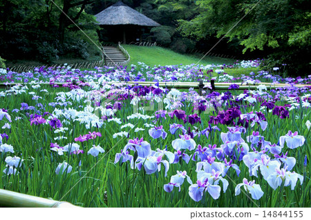 The iris Goddess Tokyo · Meiji Jingu 14844155