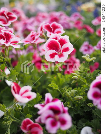 Candy Flowers - Stock Photo [14844229] - PIXTA