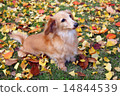 Miniature dachshund in autumn leaves fallen leaves 14844539