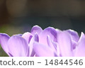 番紅花的花瓣 14844546