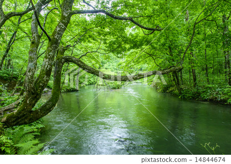 Oirase in early summer Oirase in early summer 14844674