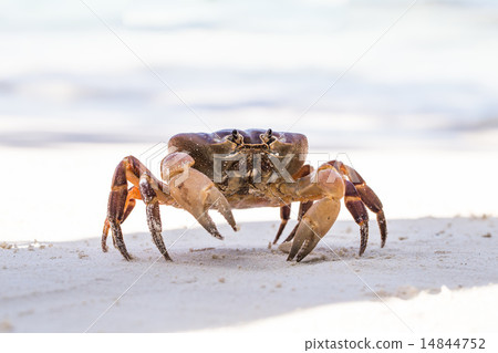 Hairy leg mountain crab, Tachai island, Phang Nga Province, Thai Hairy leg mountain crab, Tachai island, Phang Nga Province, Thai 14844752