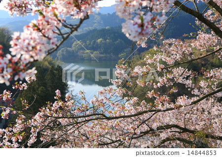 玉川大壩的櫻花盛開 玉川大壩的櫻花盛開 14844853