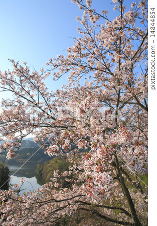 玉川大壩的櫻花盛開 玉川大壩的櫻花盛開 14844854
