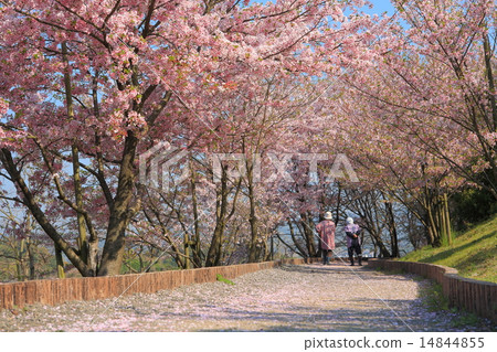 Imabari City Citizen's Forest Flower Park 14844855