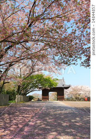 在Kyoji寺廟的櫻花 14844857
