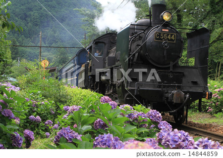 一輛蒸氣機車沿著兩旁開滿繡球花的鐵軌行駛(大井川鐵路) 一輛蒸氣機車沿著兩旁開滿繡球花的鐵軌行駛(大井川鐵路) 14844859