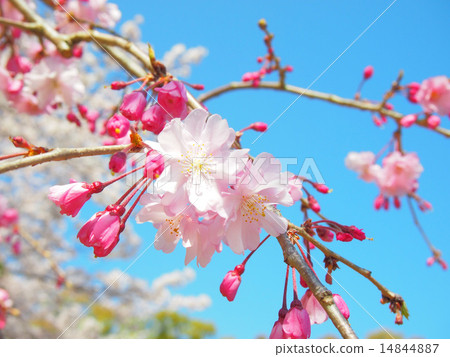 櫻花 14844887