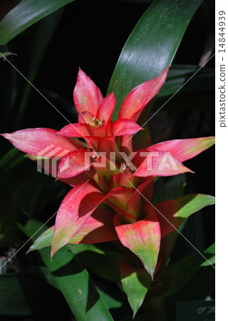 Guzmania 14844939
