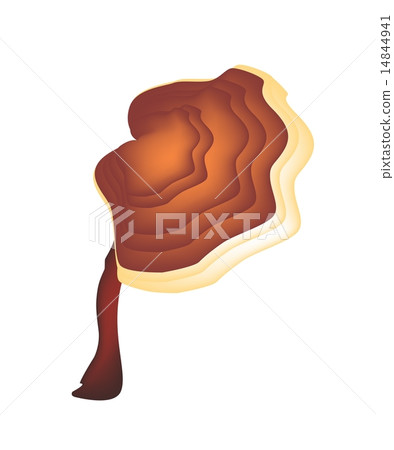 A Ling Zhi Mushroom on White Background A Ling Zhi Mushroom on White Background 14844941