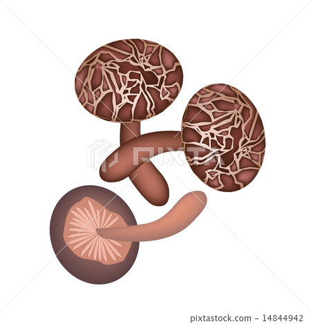 Three Fresh Shiitake Mushrooms on White Background 14844942