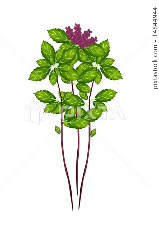 Thai Basil Plant on A White Background 14844944