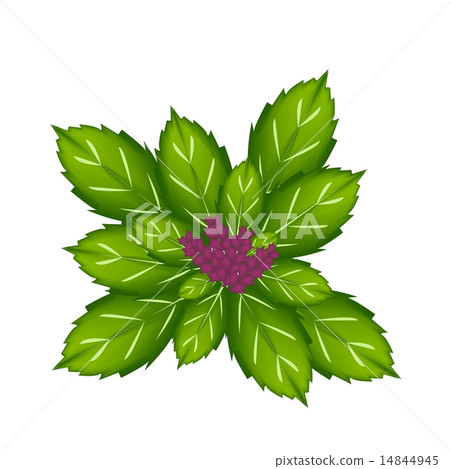 A Thai Basil Plant on White Background A Thai Basil Plant on White Background 14844945