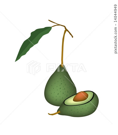 Two Fresh Green Avocados on White Background Two Fresh Green Avocados on White Background 14844949