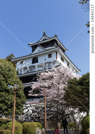 Material of Iwakuni castle carrying the blue sky of Nipponbare in the cherry blossom season 14845117
