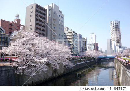 目黑河的櫻花（從Nakame公園橋看到的田中橋） 14845171