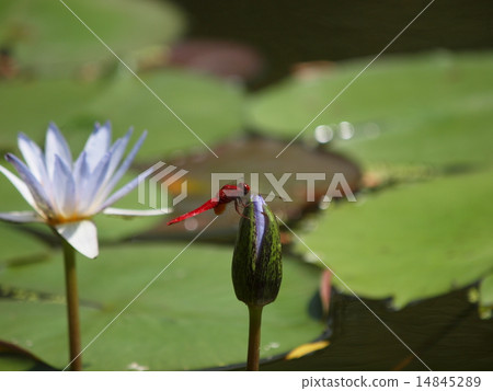 Water Lilies and Shorts Water Lilies and Shorts 14845289