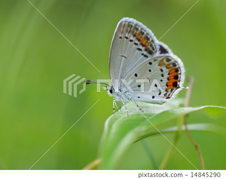 Swallow alligator in fresh green 14845290