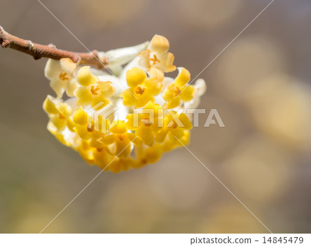 在春天染成黃色的Mitsumata 14845479