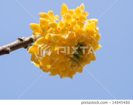 Mitsumata with blue sky background Mitsumata with blue sky background 14845480