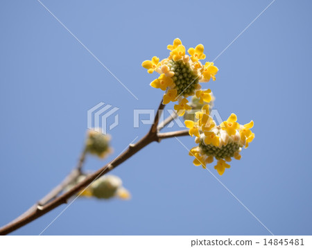 Mitsumata with blue sky background 14845481