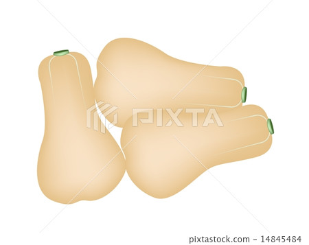 Heap of Butternut Squashes on A White Background Heap of Butternut Squashes on A White Background 14845484