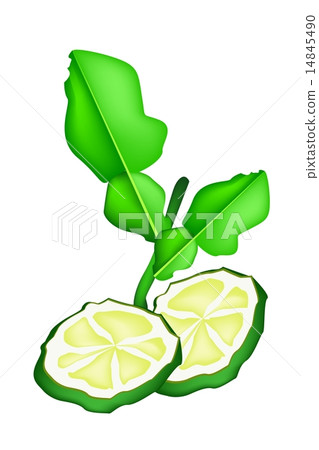 Sliced Kaffir Lime Fruit on White Background 14845490