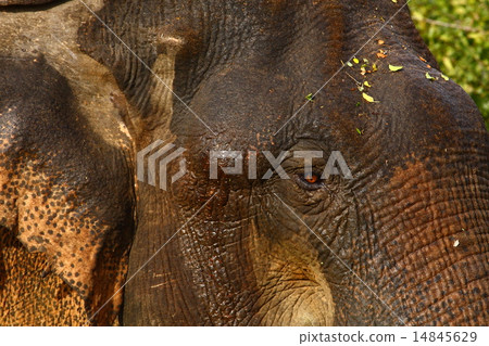 Asian Elephant 14845629