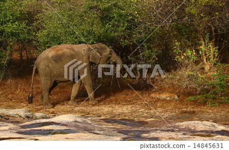 Asian Elephant 14845631