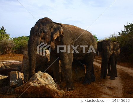 Asian Elephant 14845633